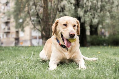 Parktaki güzel Labrador av köpeği, güneşli bir gün.