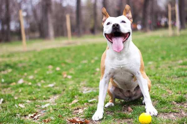 Портрет Щасливої Собаки Міському Парку — стокове фото