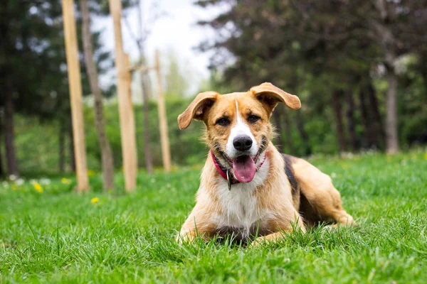 Портрет Милих Змішаних Порід Собак Відпочивають Міському Парку Дивляться Місцевість — стокове фото