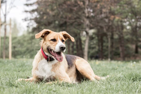 Portrait Cute Mixed Breed Dog Resting City Park Looking Arround — Stock fotografie