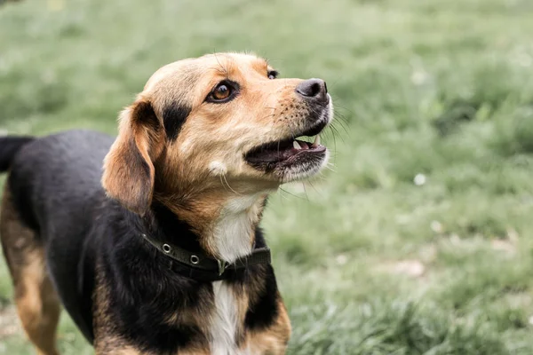 Cute Small Dog Stands Green Field While Howling Springtime Summer — Stock fotografie