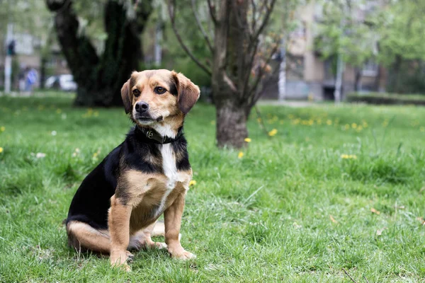 Jesienny Portret Psa Mały Słodkie Pies Patrząc Aparat — Zdjęcie stockowe