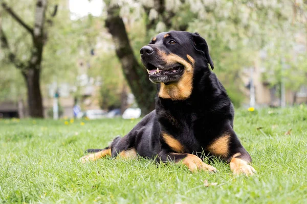 Portrait Mixed Breed Dog Park Summer Springtime — Stock fotografie