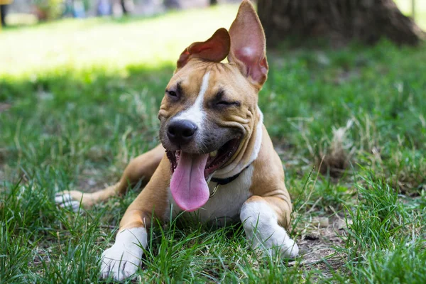 Portrait Happy Cute American Staffordshire Terrier Puppy — Stok fotoğraf