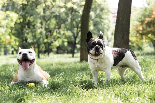 Staffordshire Dog French Bulldog Friends Public Park — Fotografia de Stock