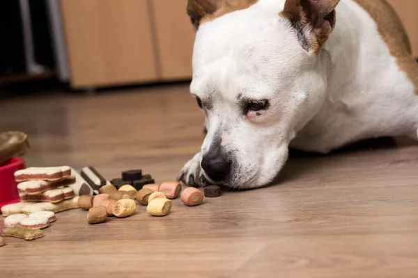 Young sweet dog chewing on a treat. A sweet dog eats a treats. At the home, lying down