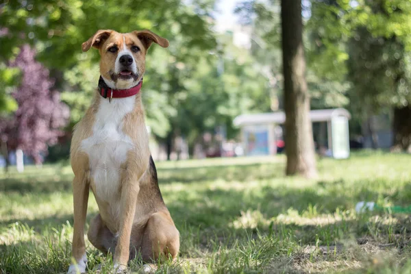 Портрет Милих Змішаних Порід Собак Відпочивають Міському Парку Дивляться Місцевість — стокове фото