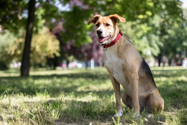 Portrait Cute Mixed Breed Dog Resting City Park Looking Arround — Foto de Stock