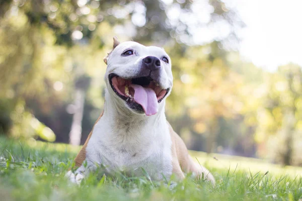 Πορτρέτο Ενός Ευτυχισμένου Σκύλου Στο Πάρκο Της Πόλης — Φωτογραφία Αρχείου