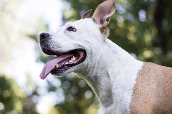 Πορτρέτο Ενός Ευτυχισμένου Σκύλου Στο Πάρκο Της Πόλης — Φωτογραφία Αρχείου