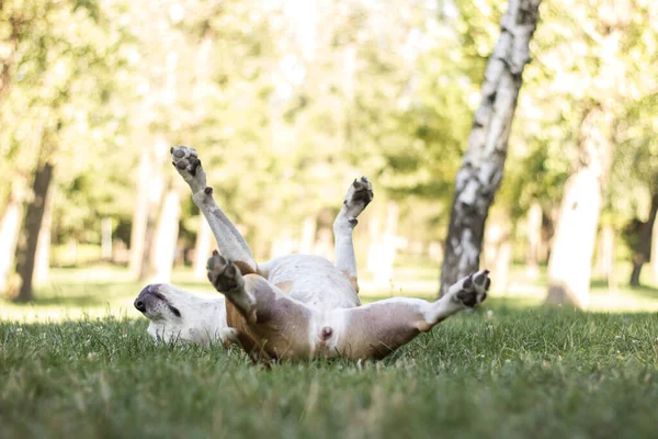 Dog playing and laying on his back in a field. enjoying in the public park, outdoors. Dog has an allergy problem