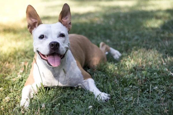 Portrait Happy Dog City Park —  Fotos de Stock