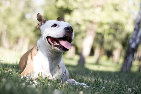 Портрет Щасливої Собаки Міському Парку — стокове фото