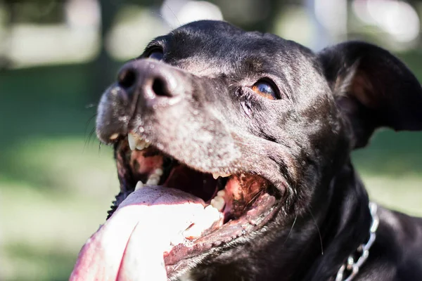 Pitbull köpek portresi. Göz kırpan ve gülümseyen, güneşli bir gün.
