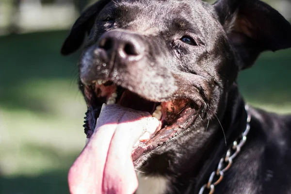 Pitbull köpek portresi. Göz kırpan ve gülümseyen, güneşli bir gün.
