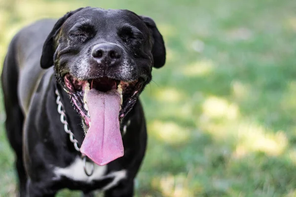 Pitbull köpek portresi. Göz kırpan ve gülümseyen, güneşli bir gün.