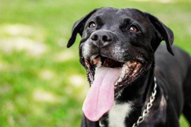 Pitbull köpek portresi. Göz kırpan ve gülümseyen, güneşli bir gün.