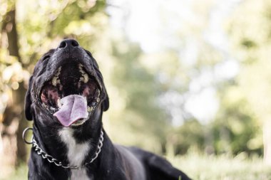 Pitbull köpek portresi. Göz kırpan ve gülümseyen, güneşli bir gün.