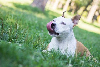 Dost canlısı köpek gülümsüyor. 