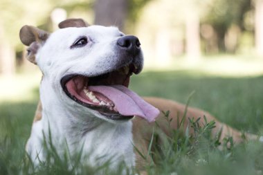 Dost canlısı köpek gülümsüyor. 