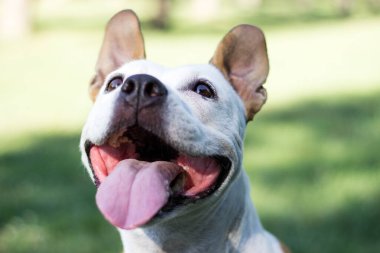Friendly Dog having a big smile 