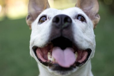 Friendly Dog having a big smile 