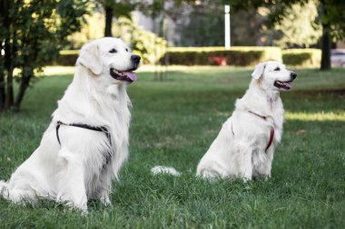 Portrait of two cute smiling golden retriever dogs in the public park. Spring, summer, outdoors. Sitting and waiting in the public park