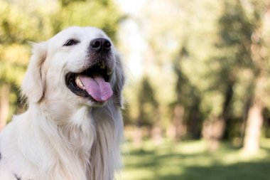 Portrait of golden retriever dog playing in the public park