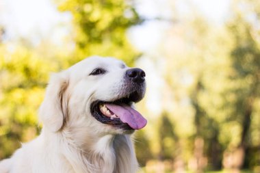 Halk parkında oynayan Golden Retriever köpeği portresi