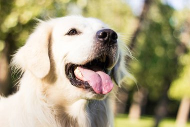 Halk parkında oynayan Golden Retriever köpeği portresi