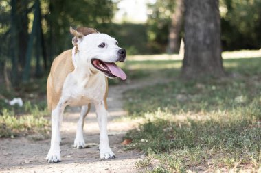 Dost canlısı köpek gülümsüyor. 