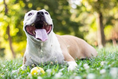Dost canlısı köpek gülümsüyor. 