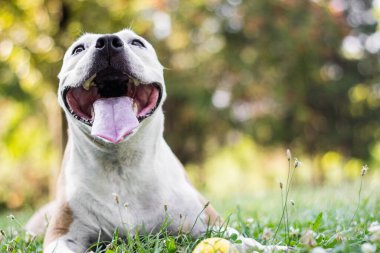 Dost canlısı köpek gülümsüyor. 
