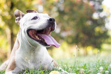Dost canlısı köpek gülümsüyor. 