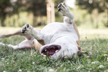 Köpek tarlada oyun oynuyor ve sırt üstü yatıyor. Halk parkında, açık havada eğleniyor. Köpeğin alerjisi var.