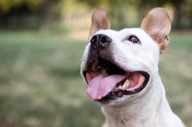 Dost canlısı köpek gülümsüyor. 