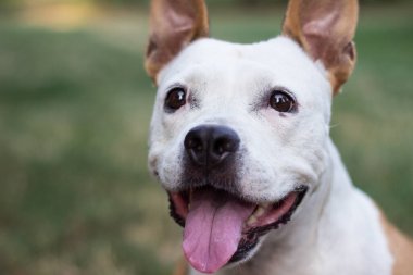 Dost canlısı köpek gülümsüyor. 