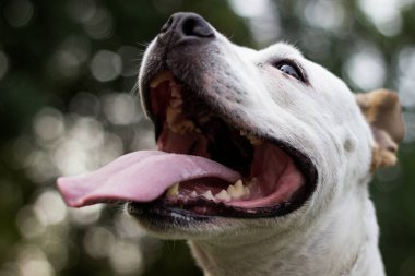 Dost canlısı köpek gülümsüyor. 