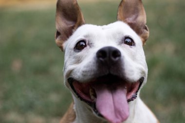 Friendly Dog having a big smile 