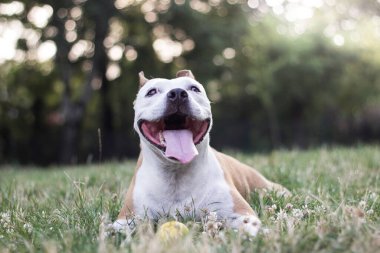 Dost canlısı köpek gülümsüyor. 