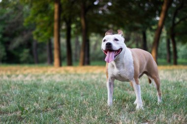 Dost canlısı köpek gülümsüyor. 
