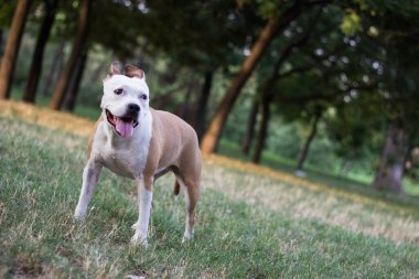 Dost canlısı köpek gülümsüyor. 