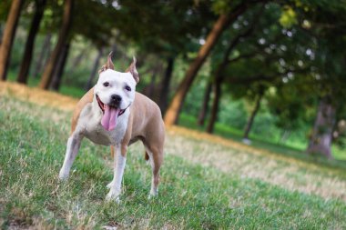 Dost canlısı köpek gülümsüyor. 