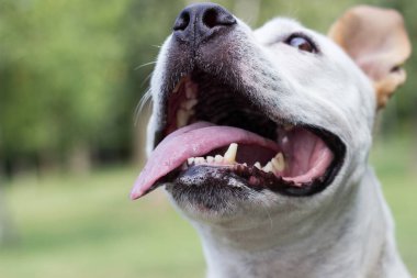 Dost canlısı köpek gülümsüyor. 