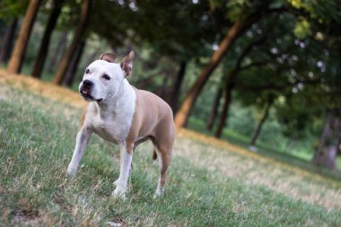 Dost canlısı köpek gülümsüyor. 
