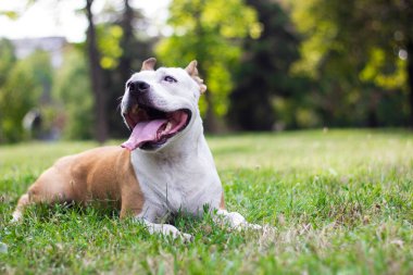 Dost canlısı köpek gülümsüyor. 