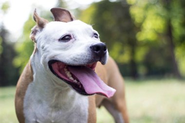 Friendly Dog having a big smile 