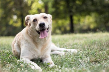 Şirin melez köpek portresi, açık hava, şehir parkı.