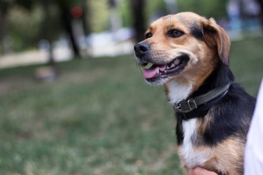 Açık havada küçük şirin köpek portresi.