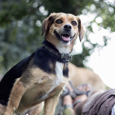 Açık havada küçük şirin köpek portresi.